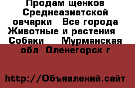 Продам щенков Среднеазиатской овчарки - Все города Животные и растения » Собаки   . Мурманская обл.,Оленегорск г.